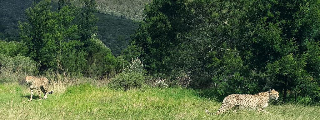 Plettenberg Bay Game Reserve: The Baroness Safari Lodge Екстериор снимка