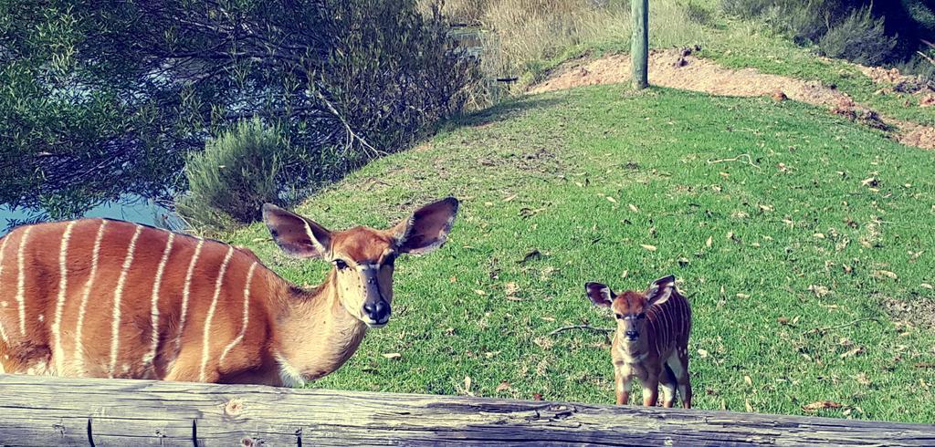 Plettenberg Bay Game Reserve: The Baroness Safari Lodge Екстериор снимка
