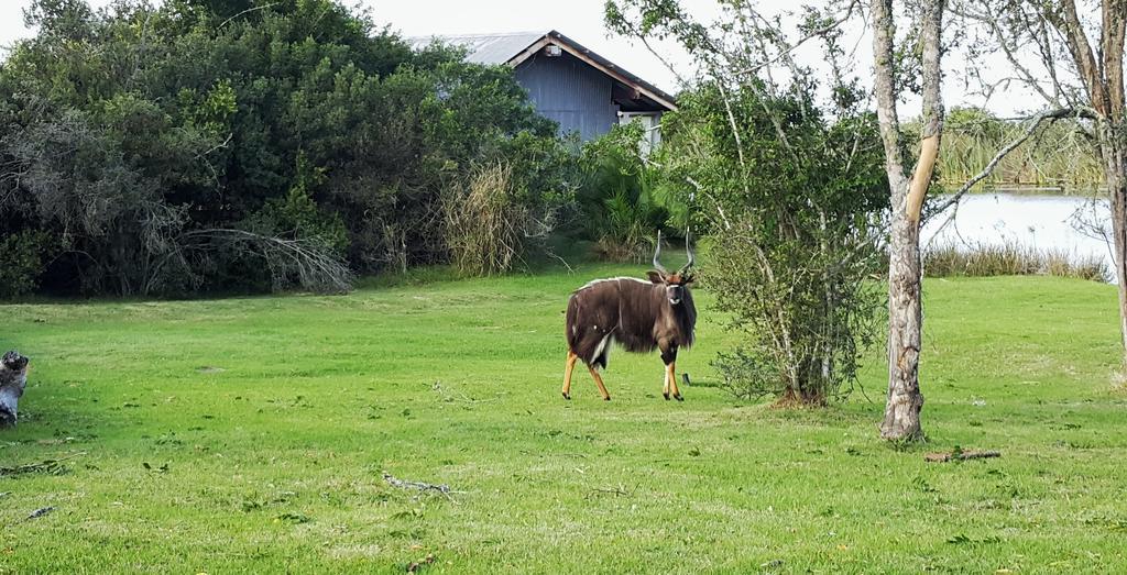Plettenberg Bay Game Reserve: The Baroness Safari Lodge Екстериор снимка