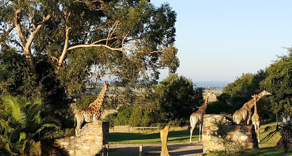 Plettenberg Bay Game Reserve: The Baroness Safari Lodge Екстериор снимка