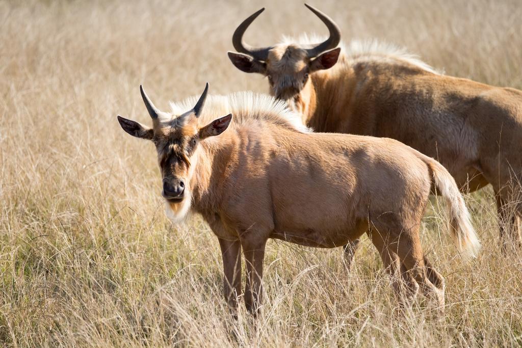 Plettenberg Bay Game Reserve: The Baroness Safari Lodge Екстериор снимка