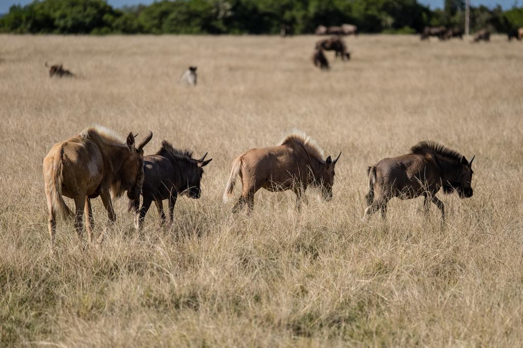 Plettenberg Bay Game Reserve: The Baroness Safari Lodge Екстериор снимка