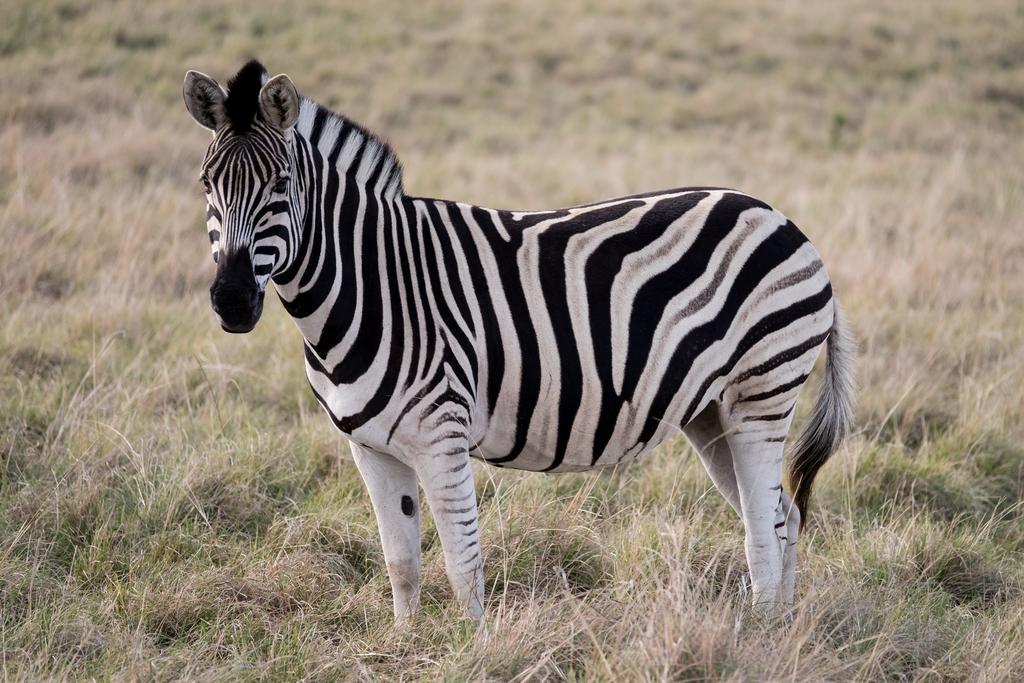 Plettenberg Bay Game Reserve: The Baroness Safari Lodge Екстериор снимка