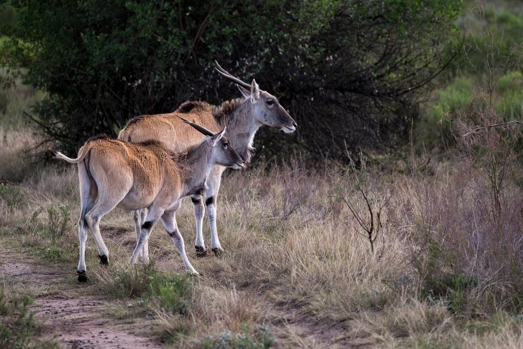 Plettenberg Bay Game Reserve: The Baroness Safari Lodge Екстериор снимка