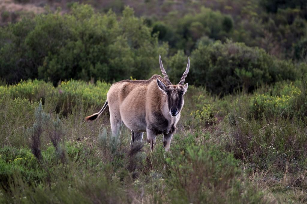 Plettenberg Bay Game Reserve: The Baroness Safari Lodge Екстериор снимка