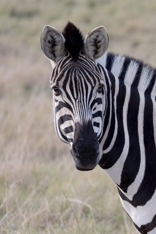 Plettenberg Bay Game Reserve: The Baroness Safari Lodge Екстериор снимка