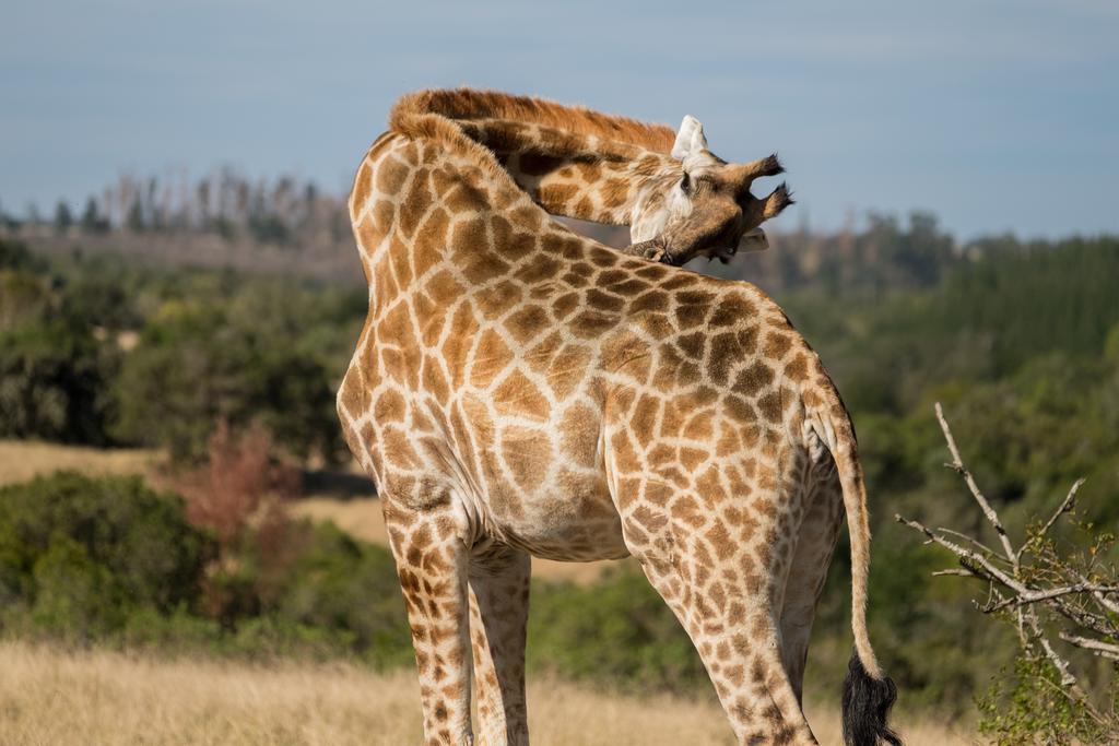 Plettenberg Bay Game Reserve: The Baroness Safari Lodge Екстериор снимка