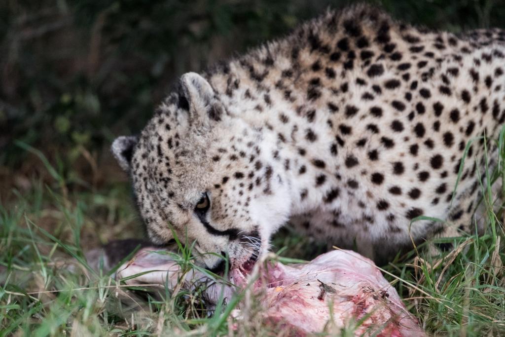 Plettenberg Bay Game Reserve: The Baroness Safari Lodge Екстериор снимка