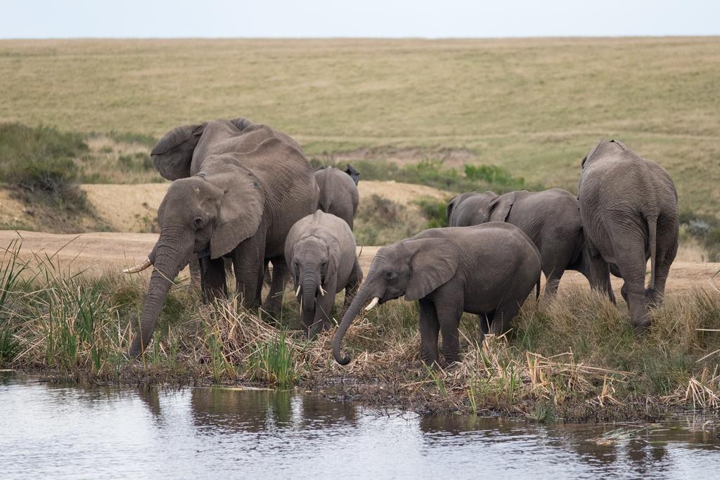 Plettenberg Bay Game Reserve: The Baroness Safari Lodge Екстериор снимка