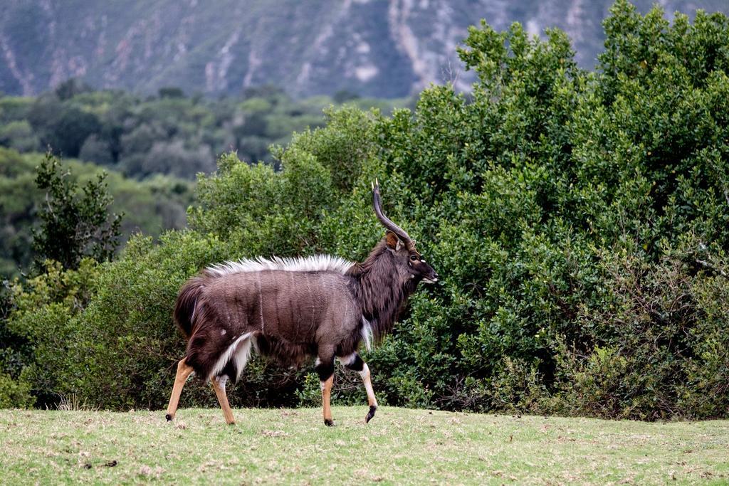Plettenberg Bay Game Reserve: The Baroness Safari Lodge Екстериор снимка